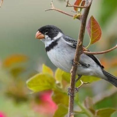 White-throated Seedeater(Golinho) White-throated Seedeater(Golinho)