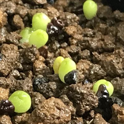 #31 サボテンマニアの集まりに行った話(サボテン前編)【草とか石とかのラジオ】 #31 サボテンマニアの集まりに行った話(サボテン前編)【草とか石とかのラジオ】