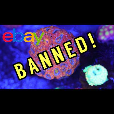 The eBay Coral Ban is Back (And This Time It's Serious...) The Prestige Reef Dork Show Ep 122