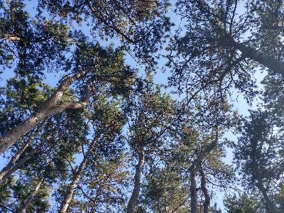 Sterminio arboreo