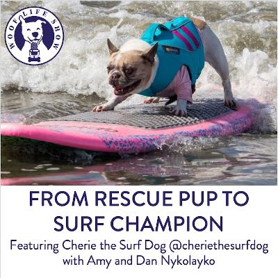 From Rescue Pup to Surf Champion -  Chatting with Cherie the Surf Dog @cheriethesurfdog