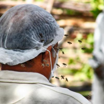 Fotografia Documental do Projeto Abelhas Nativas