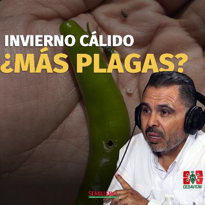 Control biológico: así enfrenta Sinaloa las plagas del campo | Leonel Murillo