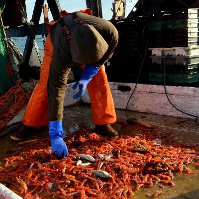 The Uncertain Future of Maine Shrimp