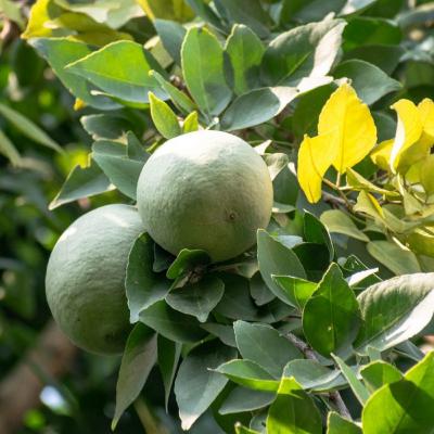 #11 - Bael Tree / Aegle marmelos
