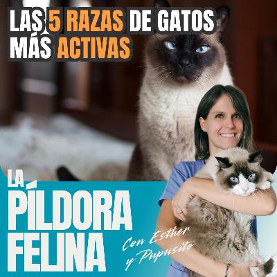 639. Las 5 RAZAS de gatos más ACTIVAS 639. Las 5 RAZAS de gatos más ACTIVAS