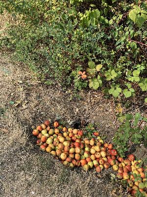 I Want to Have Written It