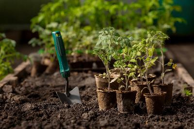 Keep it, compost it or cut it? Some answers to common gardening conundrums