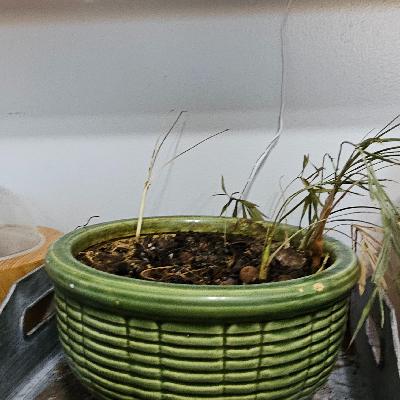 What has been cut off but Im still holding on to ? What has been cut off but Im still holding on to ?