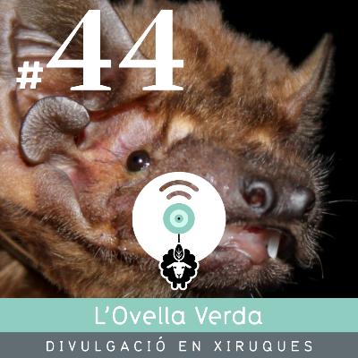 44 | El ratpenat més gran d'Europa caça aus en vol