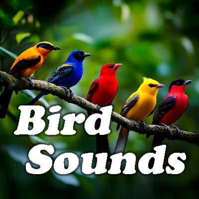 Morning Peace Escape: Tranquil Birdsong