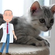 Mito ou verdade sobre os gatos!