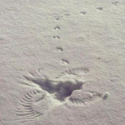 Stories in the Snow Stories in the Snow