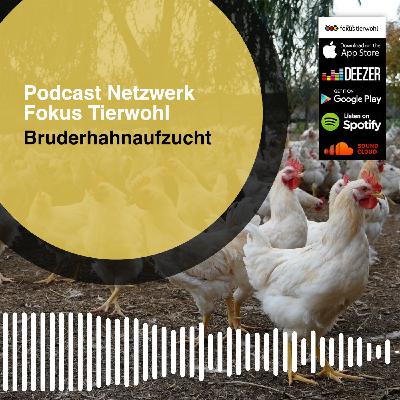 Bruderhahnaufzucht