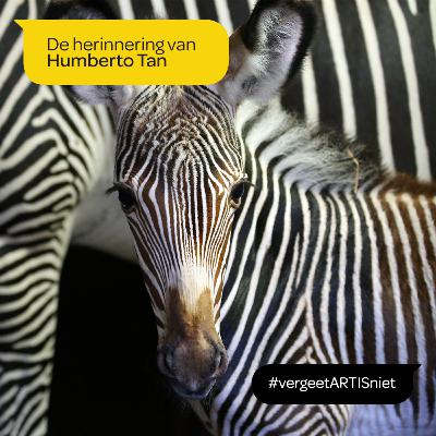 ARTIS vergeet je niet - De herinnering van Humberto Tan ARTIS vergeet je niet - De herinnering van Humberto Tan