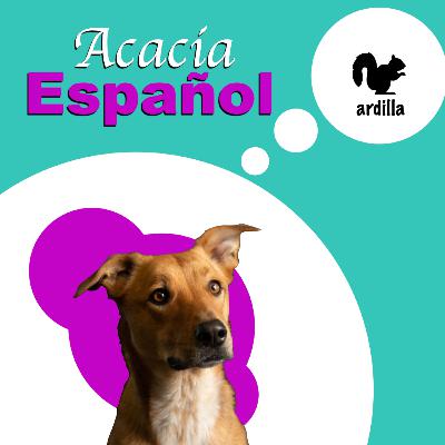 1.5 Audio Lesson - Acacia Español