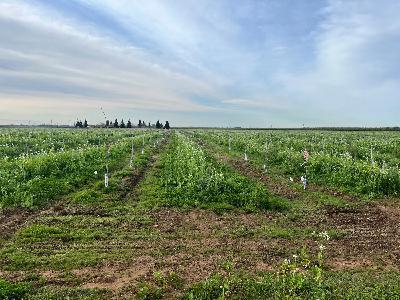 Water use in regenerative and cover cropped orchards