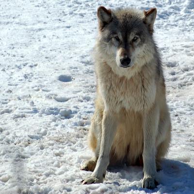 Episode 118: February 28, 2022: International Wolf Center