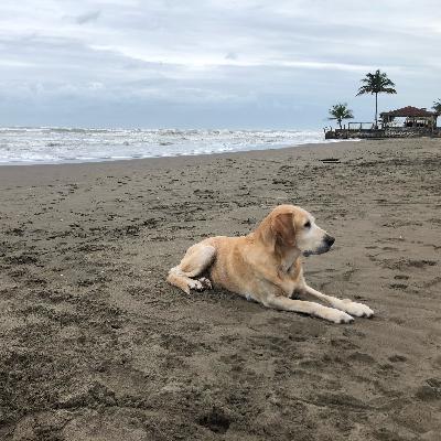 La Sirenita que quería una labradora La Sirenita que quería una labradora