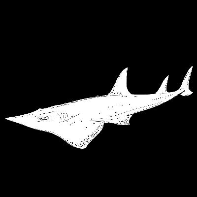 The White Spotted Wedgefish