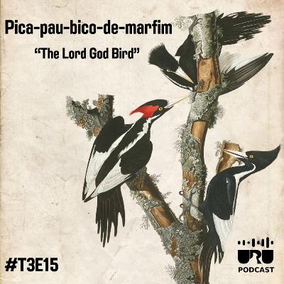 #042 - Série Extintos: Pica-pau-bico-de-marfim