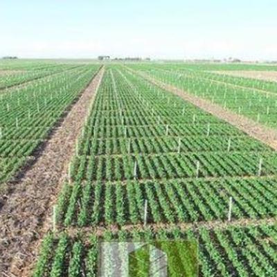 O poder da experimentação científica na Agronomia