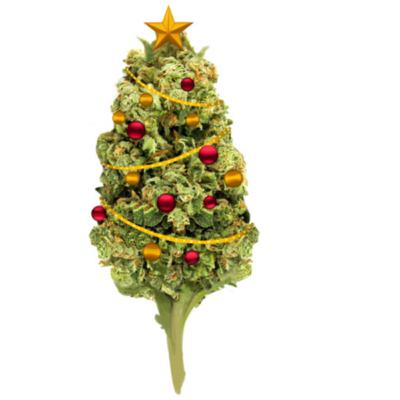 Cof Cof Cof Chapasam engasgou no Kunk de Natal #17