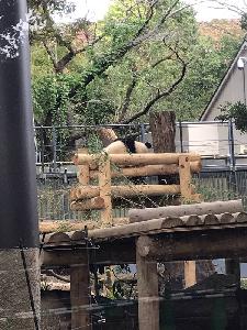 テーマ #恋人にしたい動物 #結婚したい動物 from Radiotalk