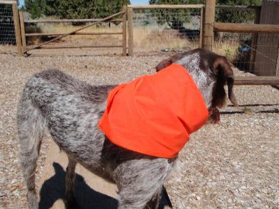 Bird hunting insider's guide to finding your dog and getting high to shoot better