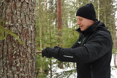 Metsän terveyslannoitus