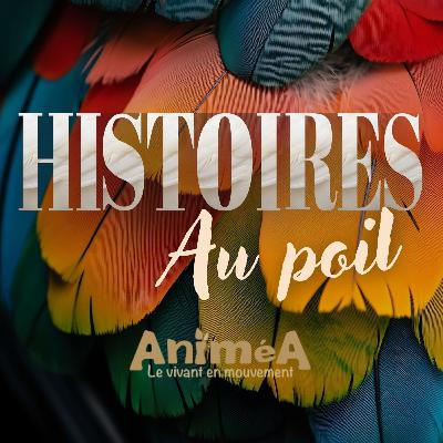 Saint-Valentin : les romances les plus folles du règne animal ❤️🦚