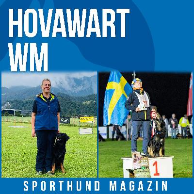 #18 Hovawart WM