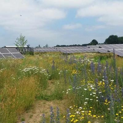 #28 - Zonneparken natuurinclusief ontwerpen en beheren #28 - Zonneparken natuurinclusief ontwerpen en beheren