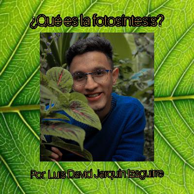 ¿Qué es la fotosíntesis?