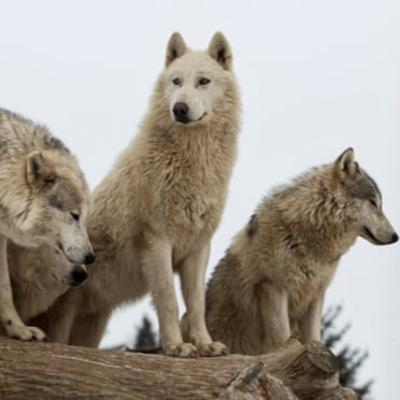 If I only had the Nerve - Warrants and COVID and Wolves Oh My!