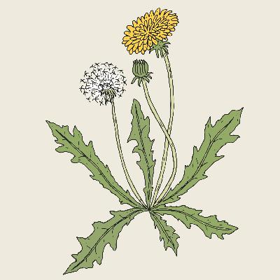 Three Dandelion Stories