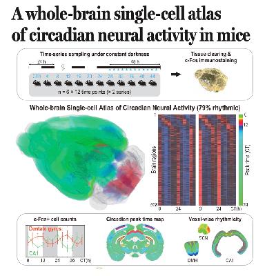 697-Whole-Brain Cell Atlas of Circadian Neural Activity 697-Whole-Brain Cell Atlas of Circadian Neural Activity