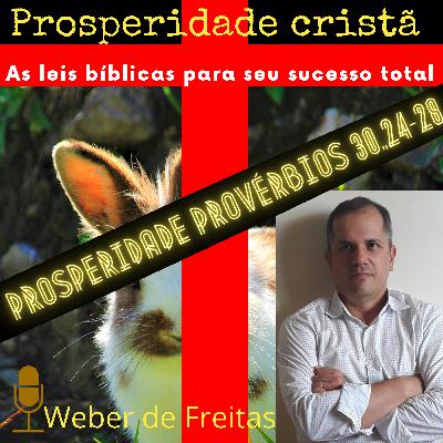 Dicas de prosperidade: Provérbios 30.24-28 Como a formiga, coelho, gafanhoto e aranha nos ensinam a prosperar?