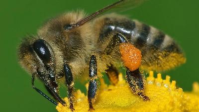 Honeybee Worries Pt 1
