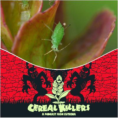 PEACH POTATO APHID! PEACH POTATO APHID!