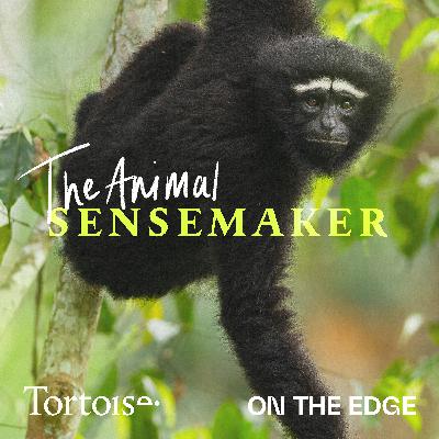 Why did the gibbons stop singing?