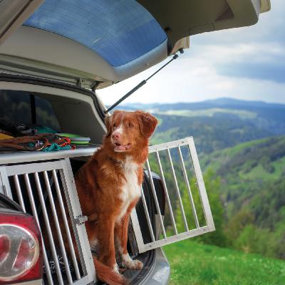 Urlaubs- und Reisezeit - Ein Einblick in Hundepensionen | Heimtier Podcast