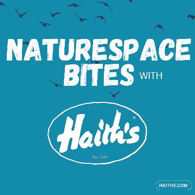 Why Are Sunflower Hearts Good for Birds? Why Are Sunflower Hearts Good for Birds?