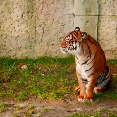 Word of the Week - Roar