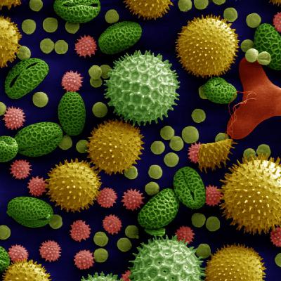 Episode 158: Pollen-Whacked? Maybe You Need a Shot of Lawn-Grass Juice!