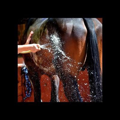 Anhidrosis in Horses