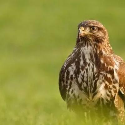 Naturefile - Buzzards