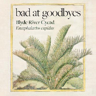 Blyde River Cycad