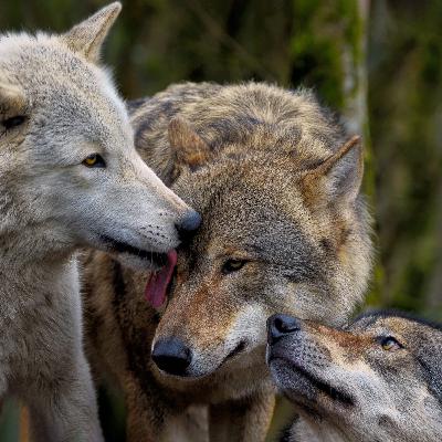 The Way of the Wolf, Part 3—The Secret to Entering Wolf Wisdom and Wolf Magic