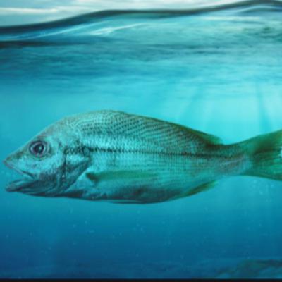 Over fishing South China Sea